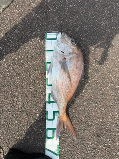 タイの釣果