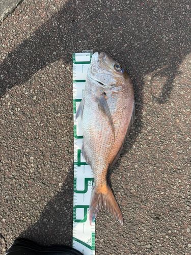 タイの釣果