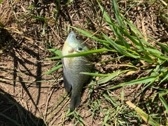 ブルーギルの釣果