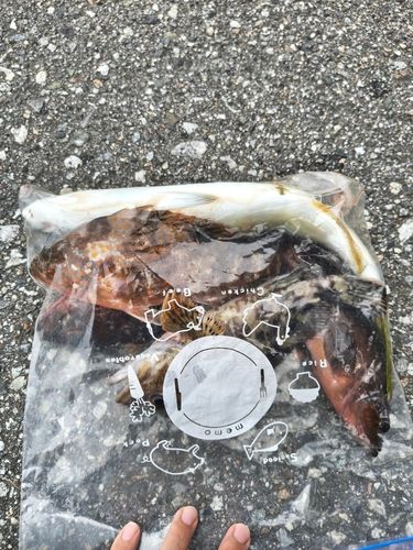 ツバイソの釣果
