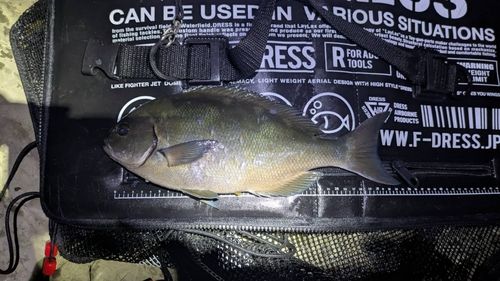 オナガグレの釣果