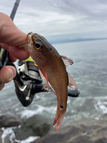 オオスジイシモチの釣果