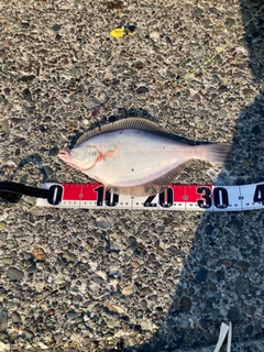 マガレイの釣果