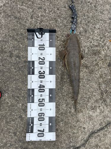 マゴチの釣果