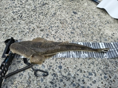 マゴチの釣果