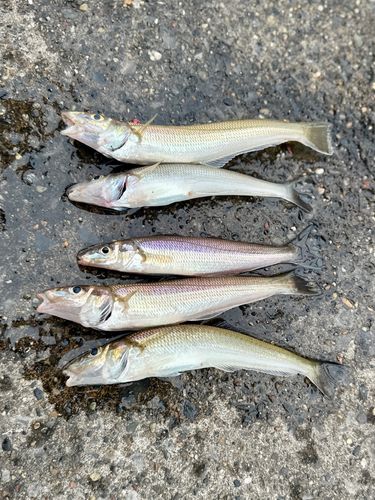 シロギスの釣果
