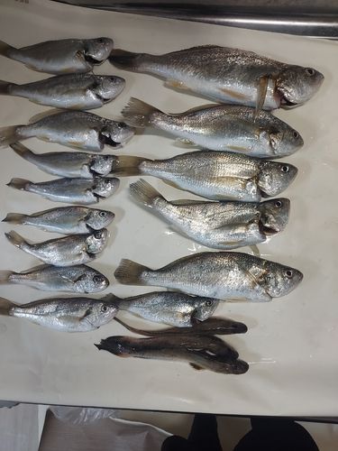 イシモチの釣果