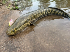 ライギョの釣果
