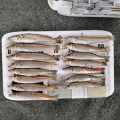 シロギスの釣果