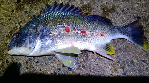 キビレの釣果