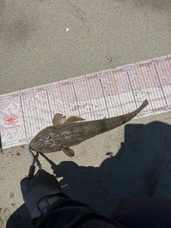 マゴチの釣果