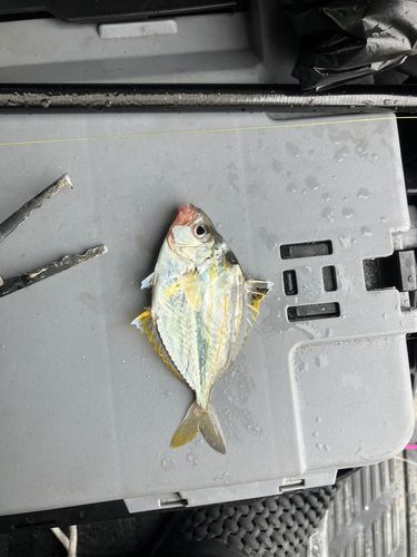 キスの釣果