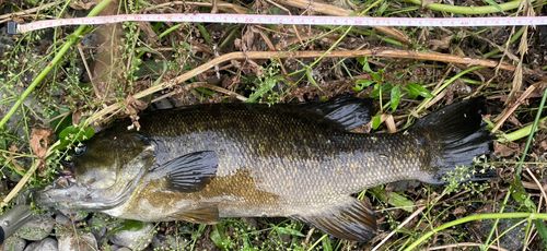 スモールマウスバスの釣果