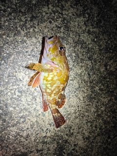 ガシラの釣果