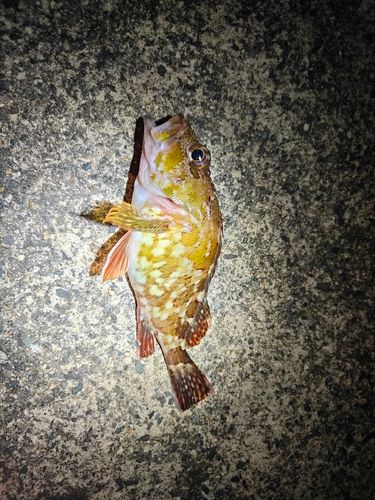 ガシラの釣果