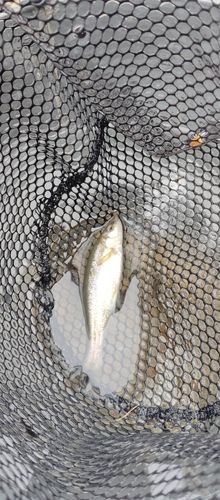 アブラハヤの釣果