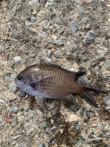 スズメダイの釣果