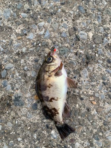 メバルの釣果