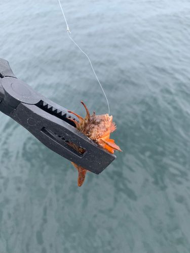 ハオコゼの釣果