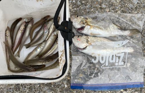 シロギスの釣果