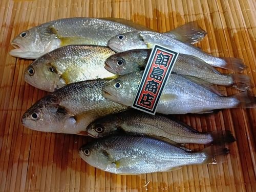 イシモチの釣果