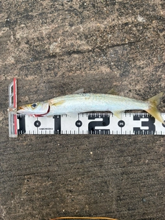 カマスの釣果