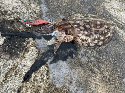 コウイカの釣果