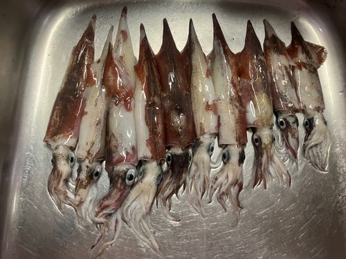 ヤリイカの釣果