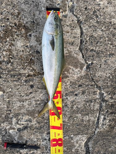 ワラサの釣果