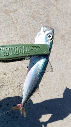 サバの釣果