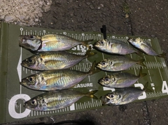 アジの釣果
