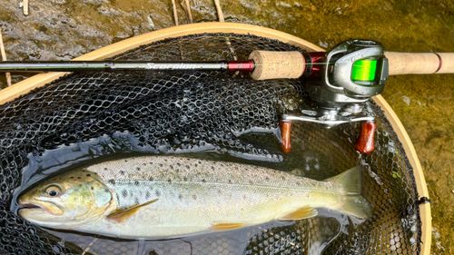 ブラウントラウトの釣果