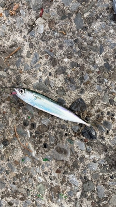 サバの釣果