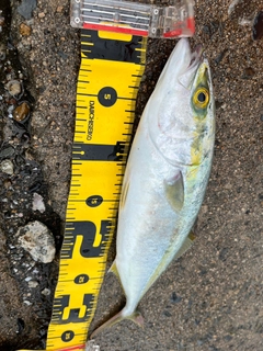 ヤズの釣果