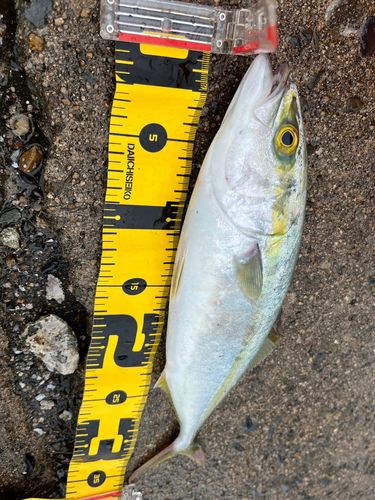 ヤズの釣果