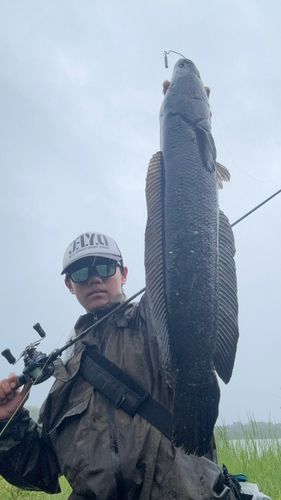ライギョの釣果