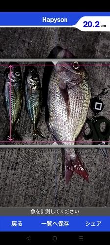 アジの釣果
