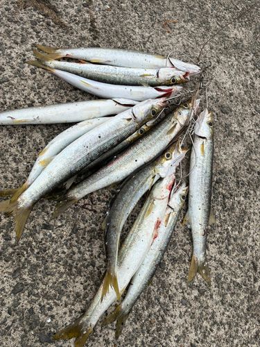 カマスの釣果