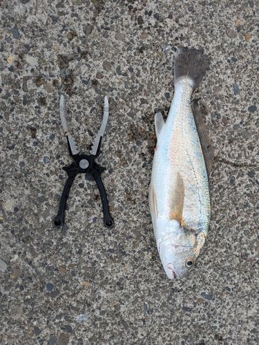イシモチの釣果