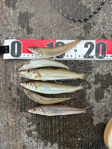 キスの釣果