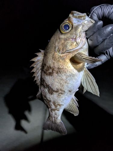 クロメバルの釣果
