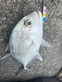 ガーラの釣果