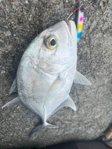 ガーラの釣果