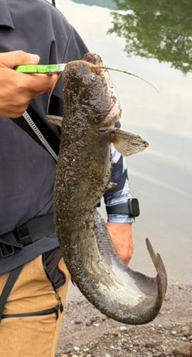 ナマズの釣果