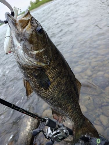スモールマウスバスの釣果