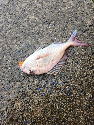 マダイの釣果