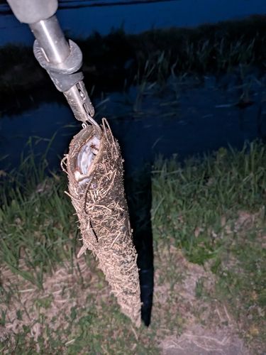 ナマズの釣果