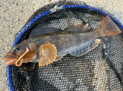 アイナメの釣果
