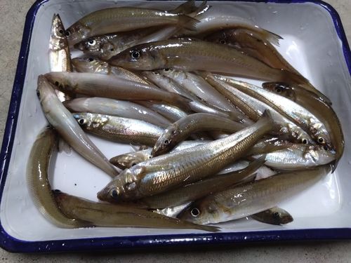 キスの釣果