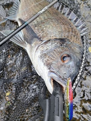 チヌの釣果